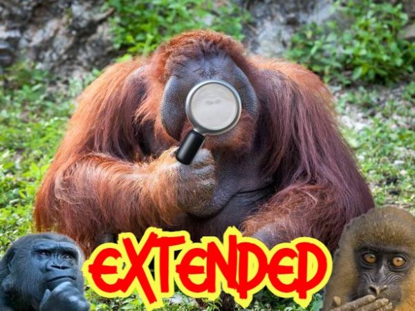 Plan Bicheo EXTENDED